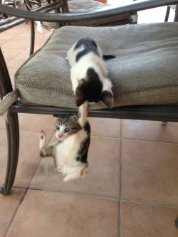 sra-foreveralone:  My cats tried to reenact