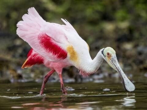 Roseate Spoonbill Appreciation Post