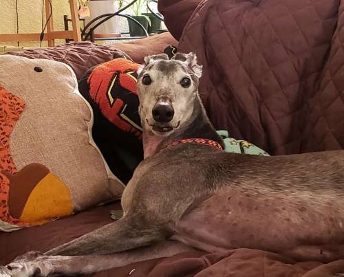 He loves his pillows #greyhound #retiredracer #spooniepets #greyhoundsofinstagram #themightytalos  h