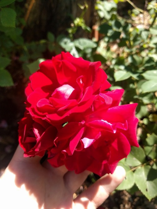 Summer garden getting into full swing! Here’s some hardy roses, greens clipped for lunch, our 