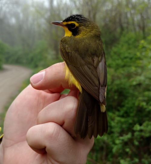 Lots of yellow at the banding station this morning! Warblers are just starting to arrive in force, a