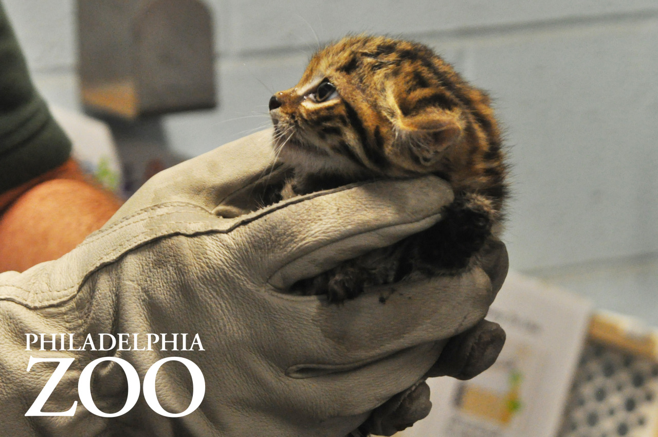 phillyzoo:  The kittens received a checkup earlier this week, which included vaccinations,