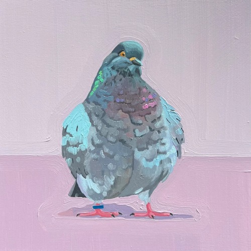 leahgardner-art:This is someone’s pet pigeon and his name is Kevin 🥹