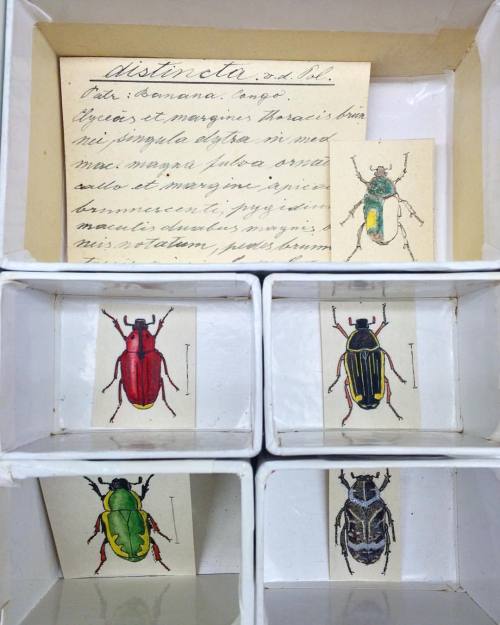 thebrainscoop:Gotta catch ‘em all! Frank Psota, entomologist and early collector, methodically