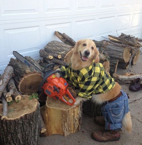 redesignrevolution: Bailey the Golden Retriever is the cutest dog on the Internet right now.