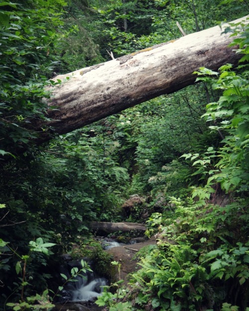 comoxphotography:The path to the falls, Sombrio beach.