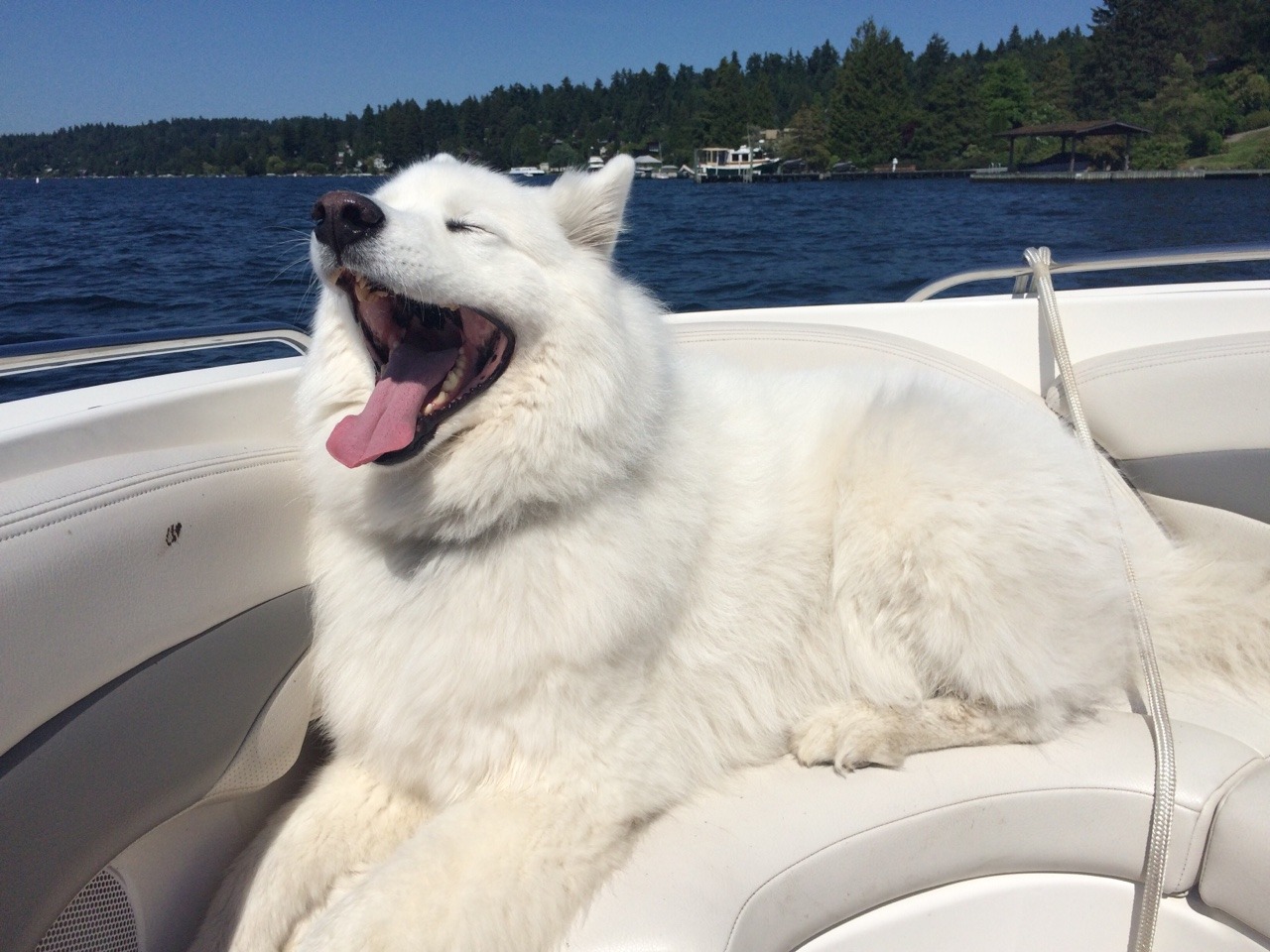 skookumthesamoyed:  A wonderful day out on Lake Washington! Of course no day out