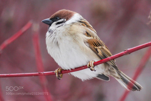 Sparrow by photowin