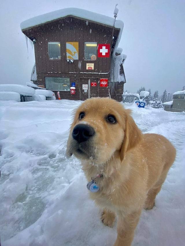 “This is Stormy, the newest member of Alyeska resort's Mountain Safety team. She will spend the next two years training 