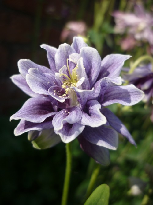 Aquilegia (columbine), mixed varietiesMay 2016