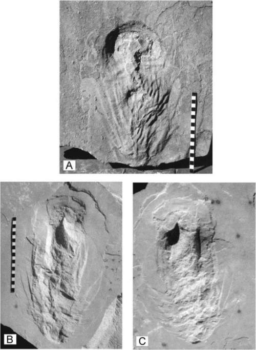 Where a dino widdled Trace fossils enrich the picture that we can form of past environments and the 