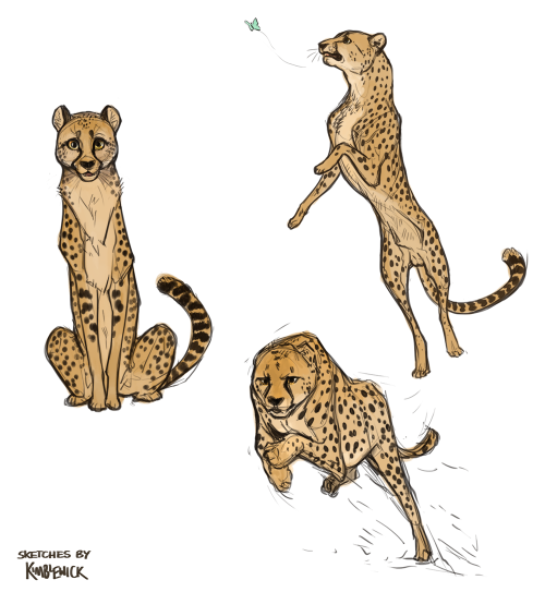 Just some cheetahs, cheetahingplaying around with quick sketches and simple colouring with multiply 