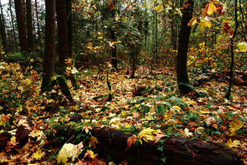 Breezy Watershed Park by Bob Zheng