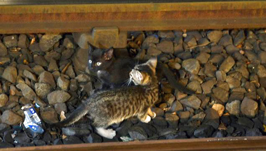 Kittens rescued from New York subway tracks
Power was cut to some tracks as rescuers tried to capture the 2 tiny kittens.