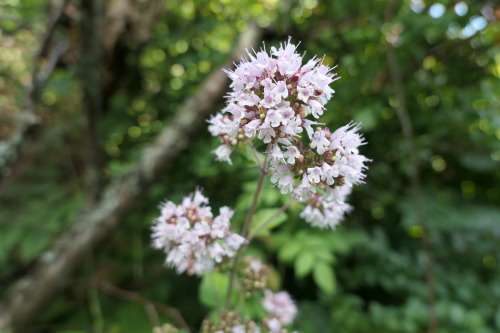 Origanum vulgare — oregano