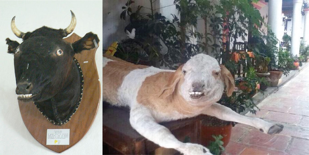 Even though the animals on Crappy Taxidermy look absolutely delicious, this is a PSA to announce that Crappy Taxidermy is not a butcher shop. (Sorry!)
A very misinformed person thought that this website was in the business of selling meat and tried...