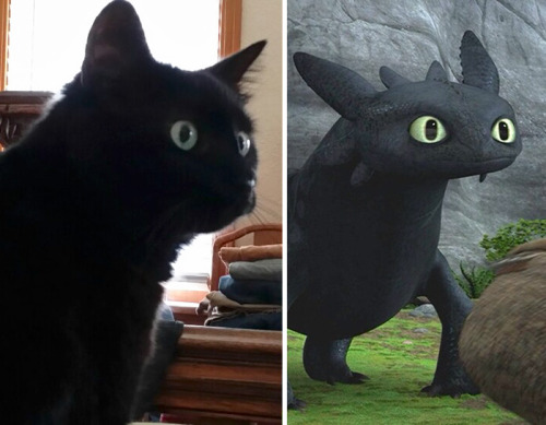 Porn photo pr1nceshawn:Cats or Toothless!?