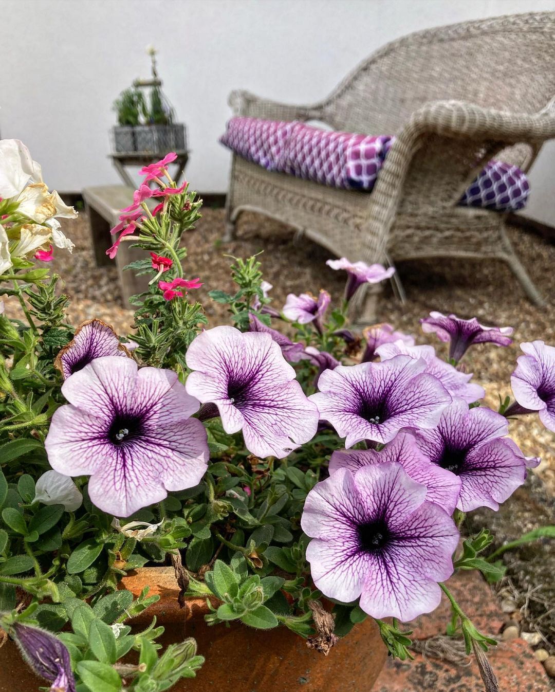The Creaking Door On Tumblr Highlights Of My Potted Outdoor Plants the-creaking-door-on-tumblr-highlights-of-my-potted-outdoor-plants