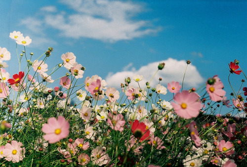 phospore: Flowers by ijaksekovic on Flickr.