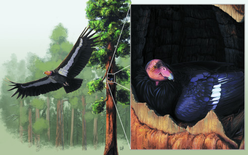 tinylongwing: Check out my illustration in this month’s issue of The Wildlife Professional! Th