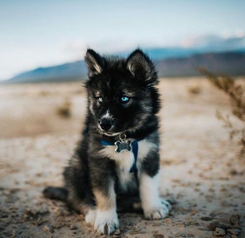 aww-so-pretty: The most adorable puppy
