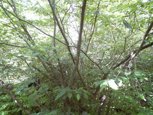  Rhamnus lanceolata species that often was associated with alkaline dry hillsides, open talus hillsi