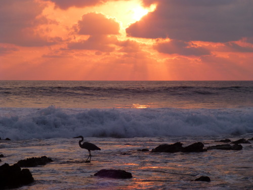 Heron, Troncones, Mexico, 2017