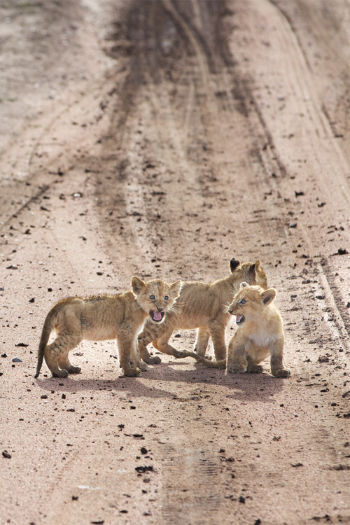 vurtual:  Little Lions (by Shaadi Faris) 