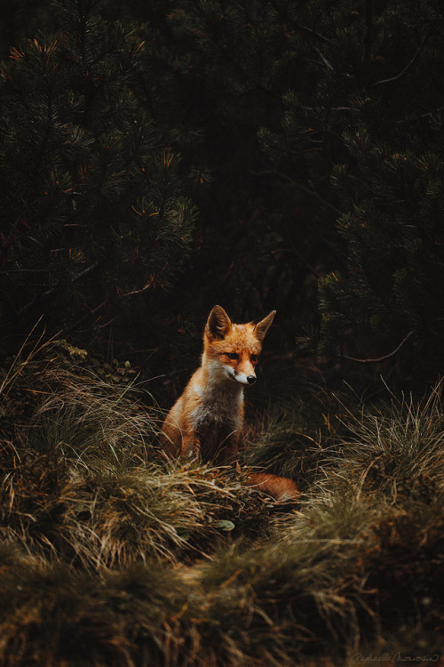 everythingfox:The Red Fox //Raphaelle Monvoisin