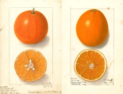 refunk:  Ellen Isham Schutt, Citrus sinensis, 1914