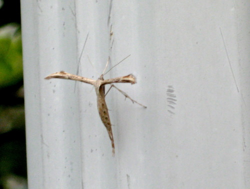 A plume moth on the spouting this morning. 