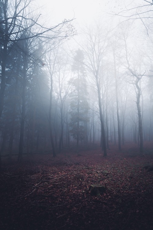 ardley:Fog, Dawn to DuskPhotographed by Freddie Ardley