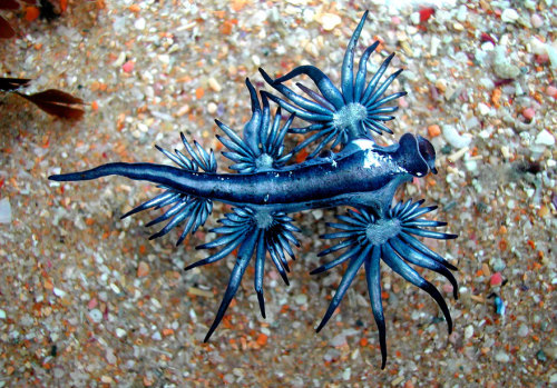 thewavesbrokeontheshore:currentsinbiology: Sea Slugs That Prove Aliens Already Live On Planet E