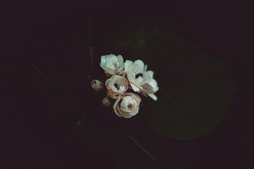 floralls: Moody Flowers by Xuan Nguyen