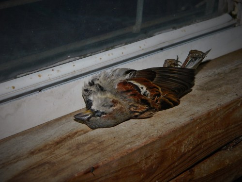 Soo- I found myself a dead house sparrow in my barn- I believe it hit the window, and I haven&rs