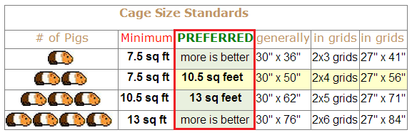 minimum space for 2 guinea pigs