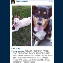 stubbiethecorgi:  faerielandcorgi:  swarleyandeinstein:  So sad! They were last seen in West Covina, CA. Please keep a look out if you live nearby.  Signal boost, help find these cute babies!  HELP! Missing Puppies! =( Signal boost! 