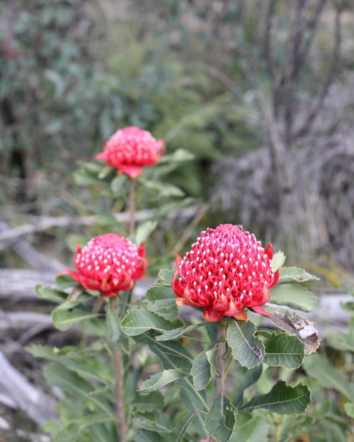 2021: The Waratah (Telopea speciosissima) is the New South Wales state flower. These ones are from t