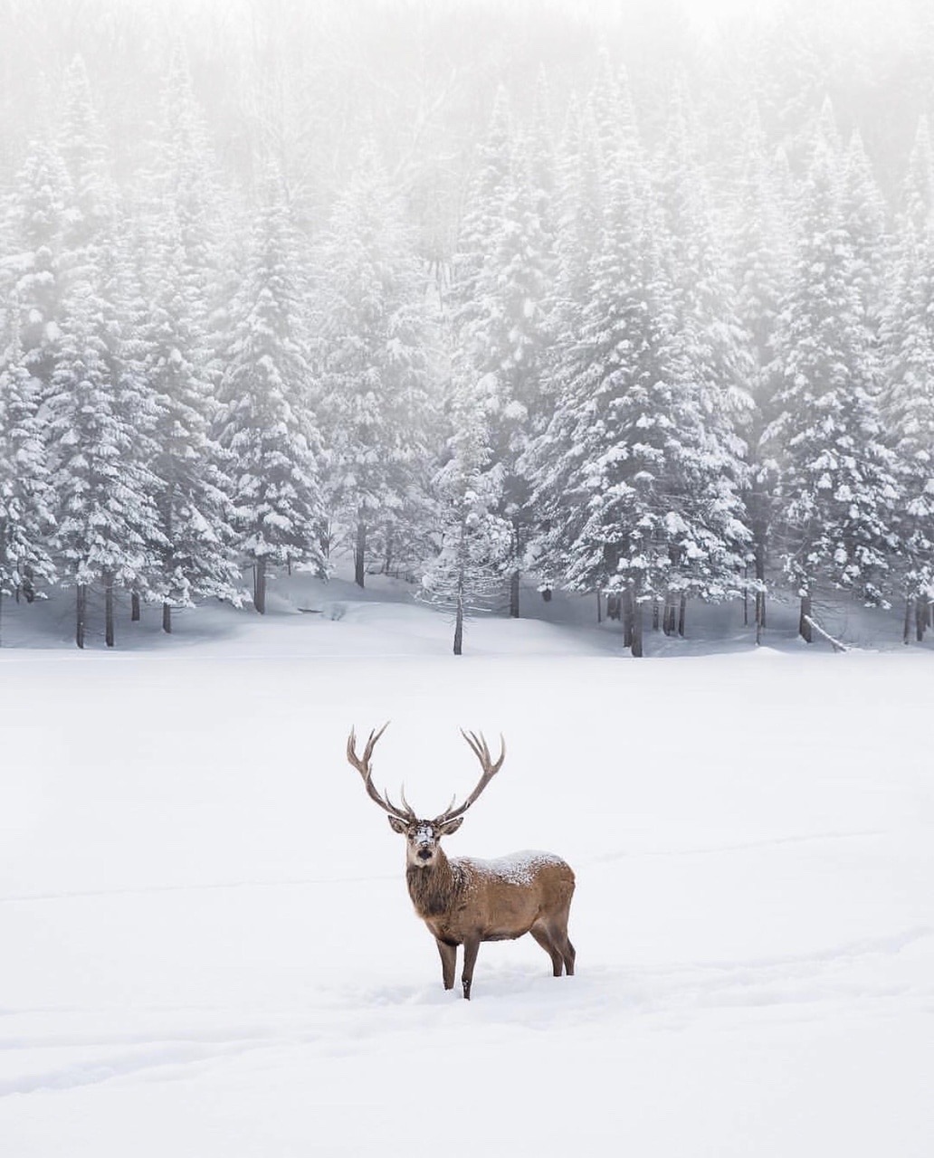 allthingsshabbyandbeautiful:  