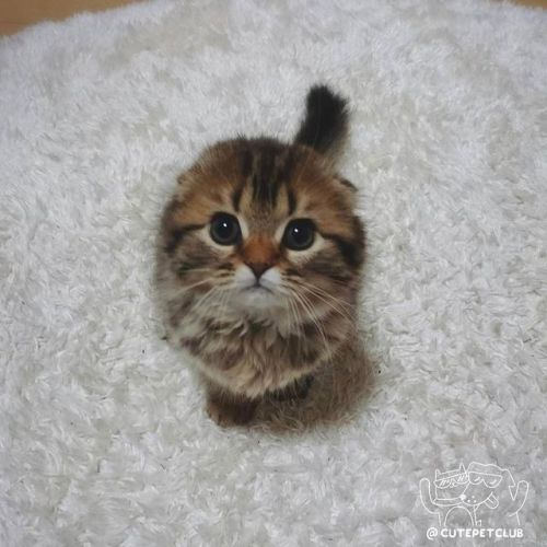 cutepetclub: From @chizu7mion: “今はみたらし団子なみーちゃんだけど 赤にゃんの頃は 発芽玄米みたいなみーちゃん❤” #cutepetclub [source: http://ift.tt/2lcVxdo ]