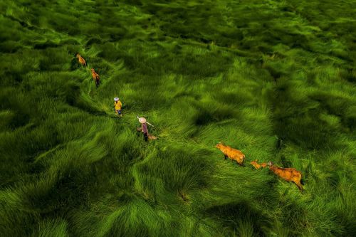 nubbsgalore: veitnamese farmers harvest water chestnuts in fields of blowing waves of grass (x)