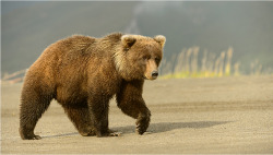 magicalnaturetour:  (via 500px / Alaska Brown Bear by Christopher R. Gray)