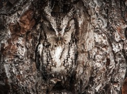 mythireandfire:  landscape-photo-graphy:  Stunningly Camouflaged Owls Play A Game of Hide and Seek With Photographer Graham McGeorge  Nature has a penchant for endowing creatures of the animal kingdom with special characteristics to survive the selection