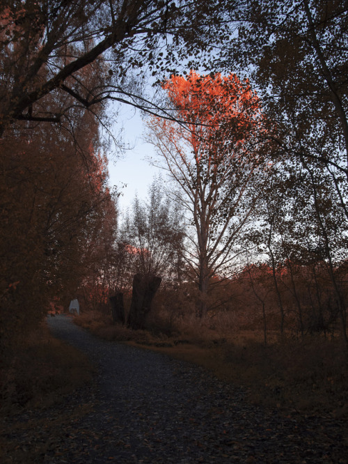 @crispyfishsticks linked me an IR photography post that made me realize that I never shot anything i