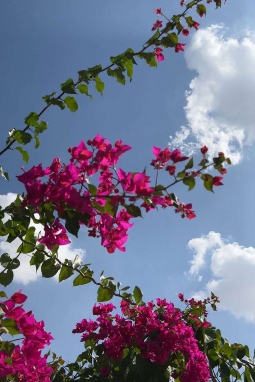 Its The Same Bougainvillea Glabra Plant That Climbs On The Red Walls Of The Department Of Chemistry/Geography