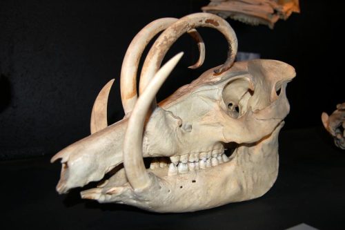 twofacedsheep: While nothing about this is abnormal, the wonderfully curious Babirusa has an equally