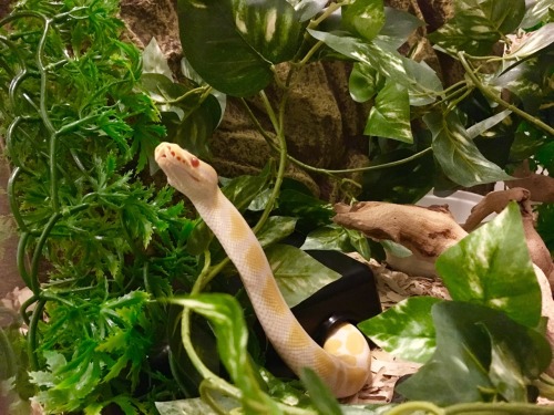 dogsignalfire:“MARVELOUS…. JUST MARVELOUS…”i put in a giant leafy vine in Cake’s enclosure and he is