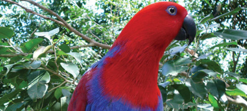 oceaniatropics: female  Eclectus Parrot, native to North Australia and Torres Strait Pacific Region