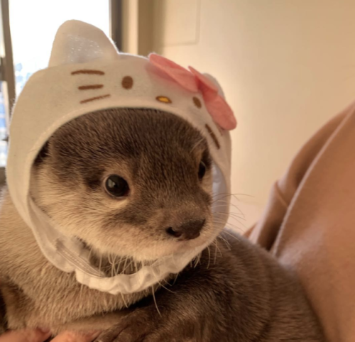 thingssthatmakemewet:  brebstick:  source: https://www.instagram.com/ponchan918/  Otters are so fckn cute!! I want one or two or 10 😍💖  Yessss, love otters! 