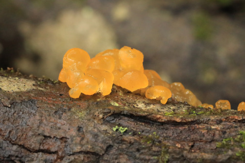 vandaliatraveler:For the mycophiles: a selection of Appalachia’s early spring fungi. Forgive m